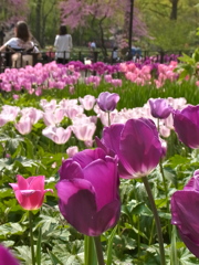 Coming of Spring