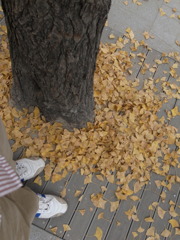 秋だね