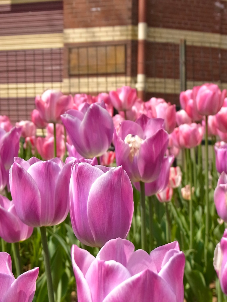 Coming of Spring