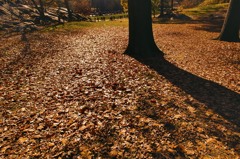 Central Park