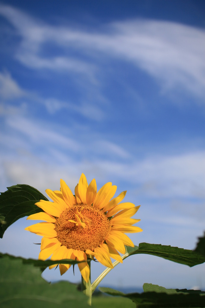 夏空