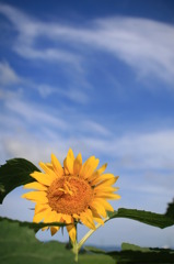夏空