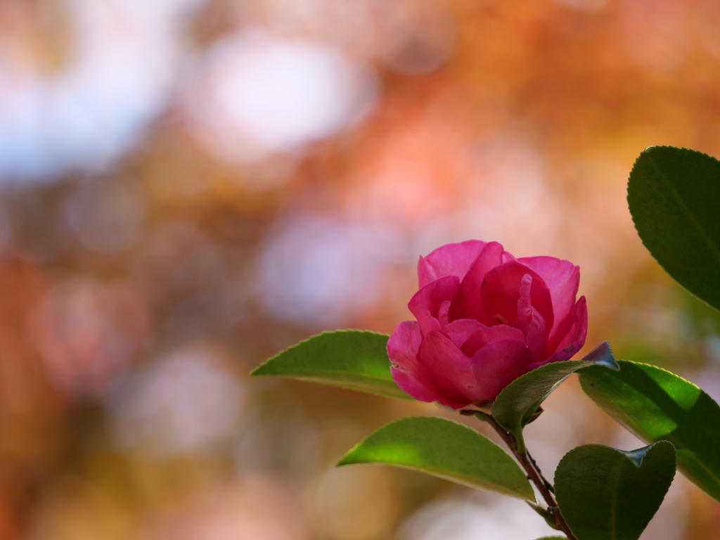 山茶花