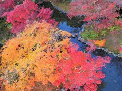 色鮮やかな紅葉
