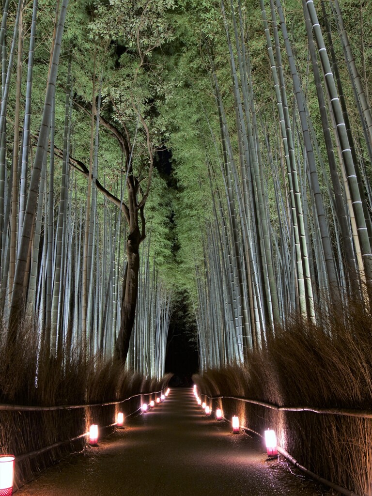 竹林の小径ライトアップ