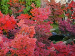 紅葉谷