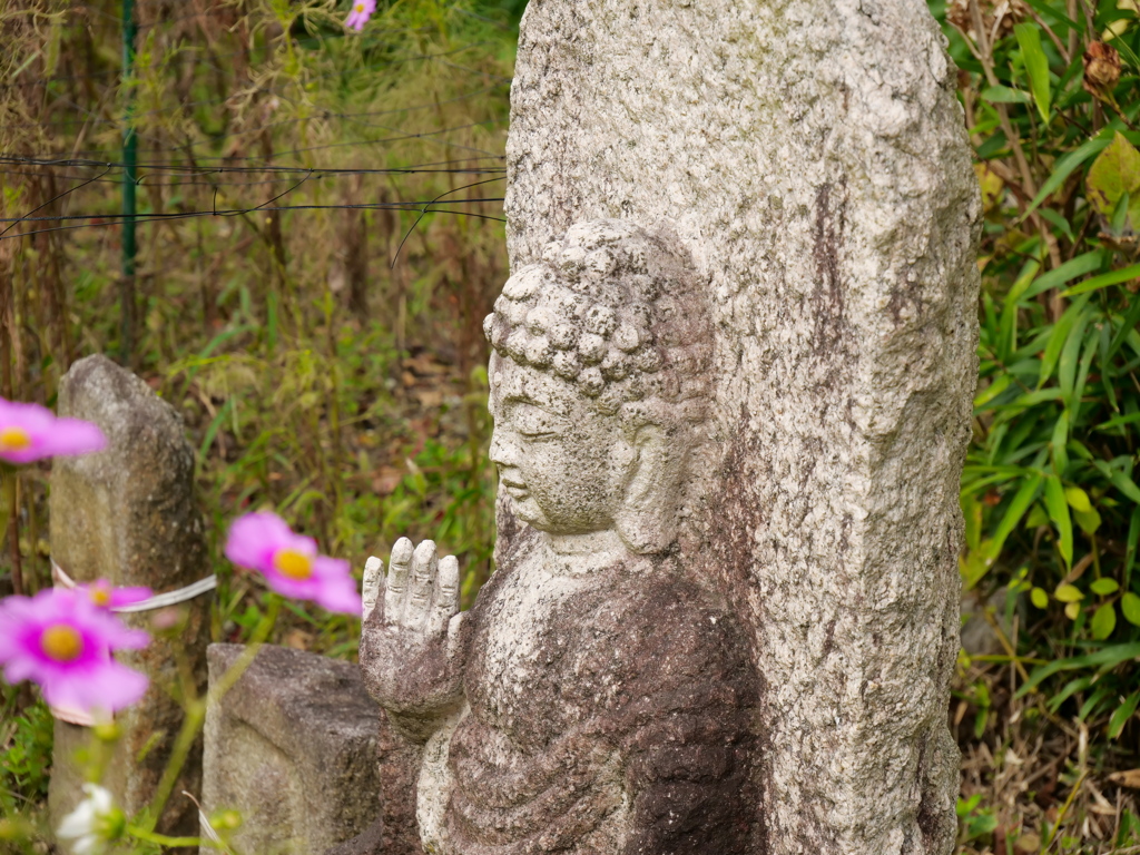 石仏とコスモス