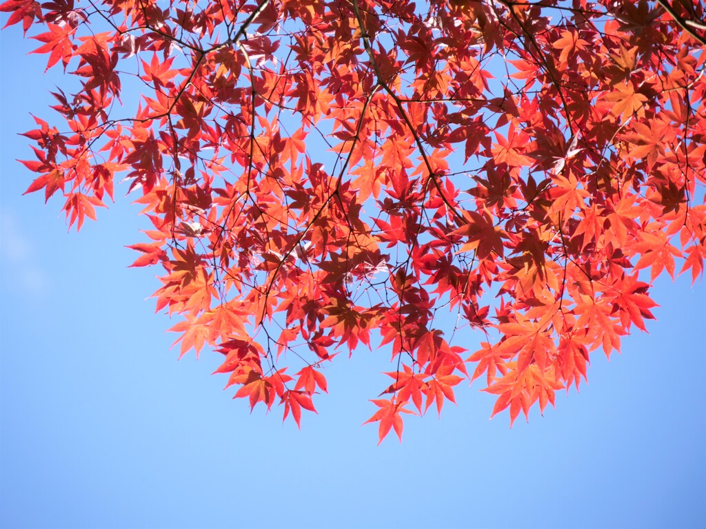 青空紅葉