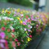 PENTAX smc-M 50mm F1.4