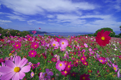 能古秋桜