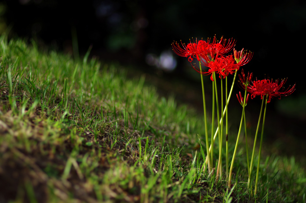 曼珠沙華