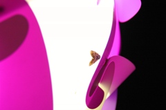 蛾