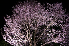 一本桜