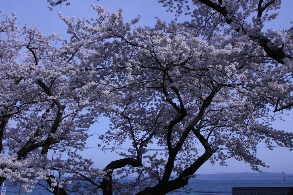 桜
