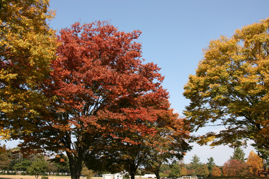 紅葉