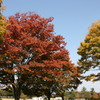紅葉