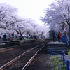 桜トンネル