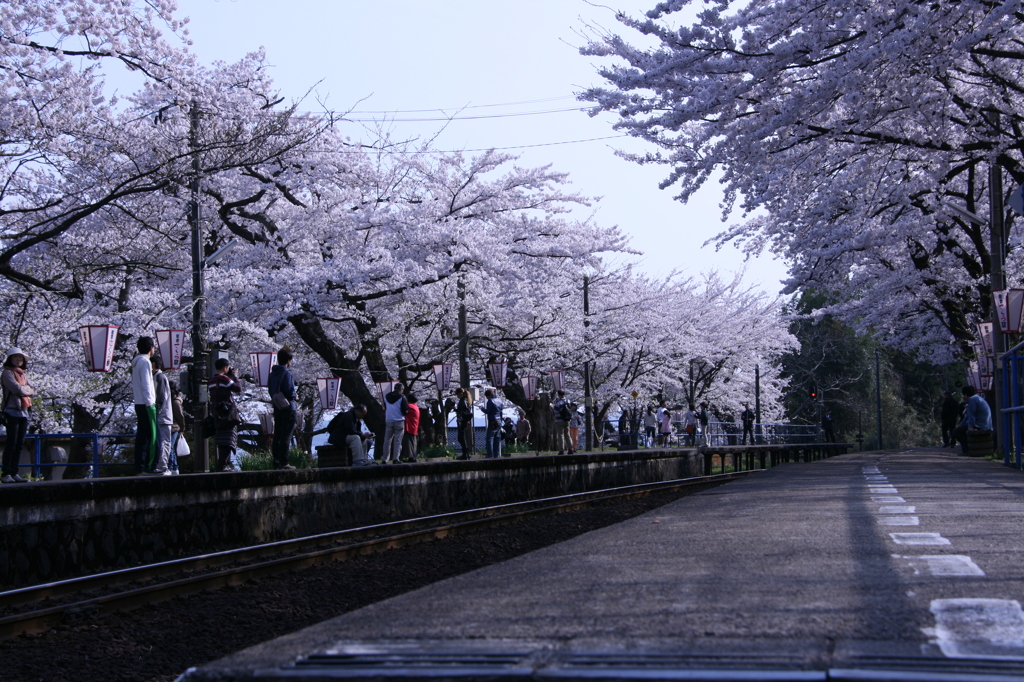 桜トンネル