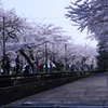 桜トンネル