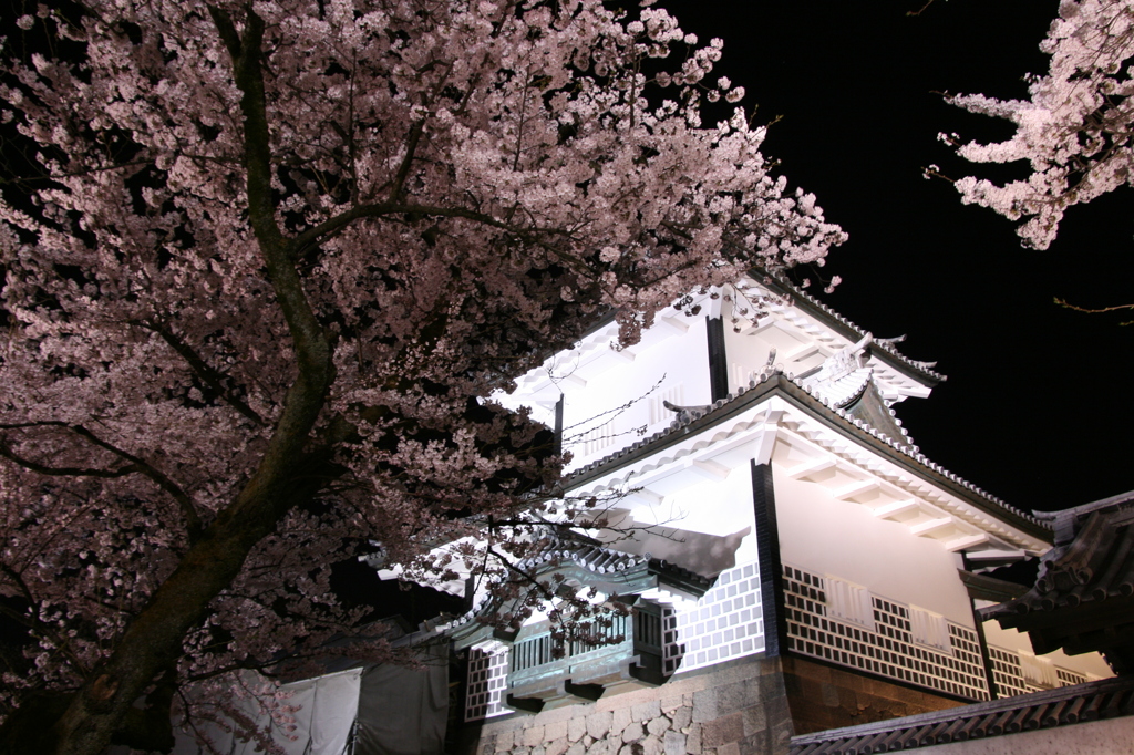 石川門と桜
