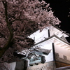 石川門と桜