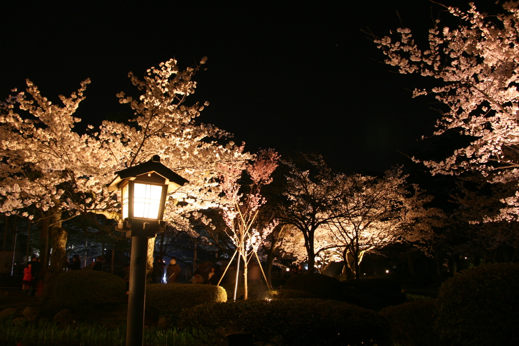 兼六園　夜桜