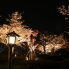 兼六園　夜桜