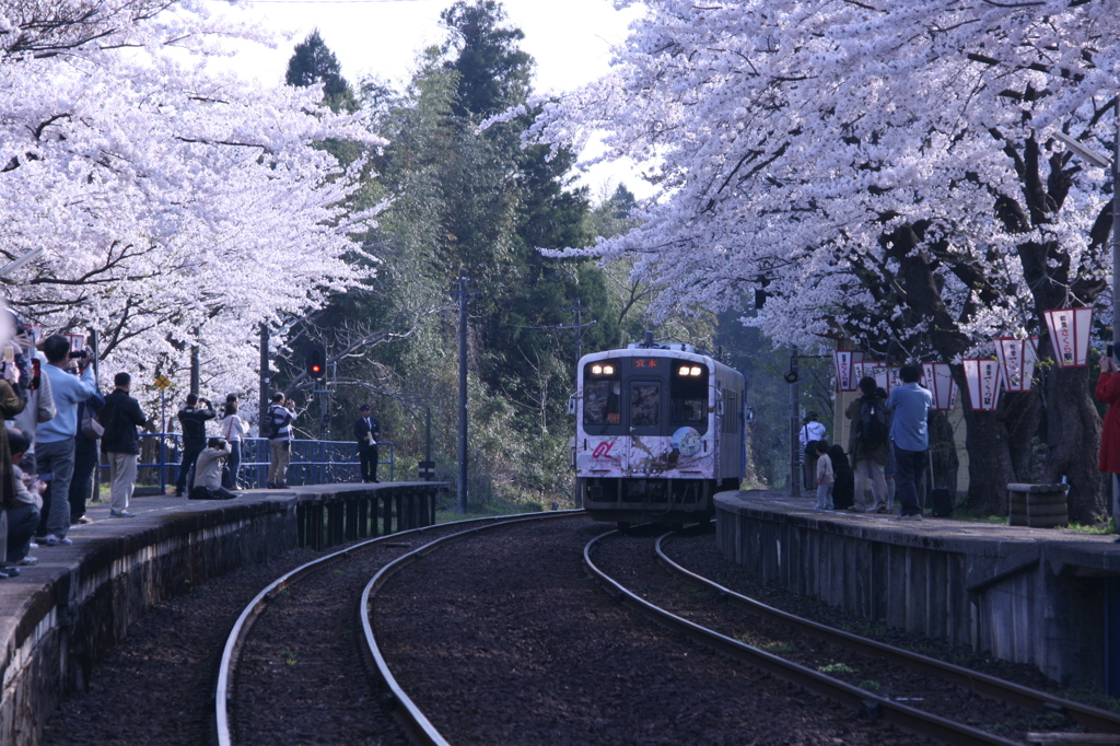 桜道~ただいま~