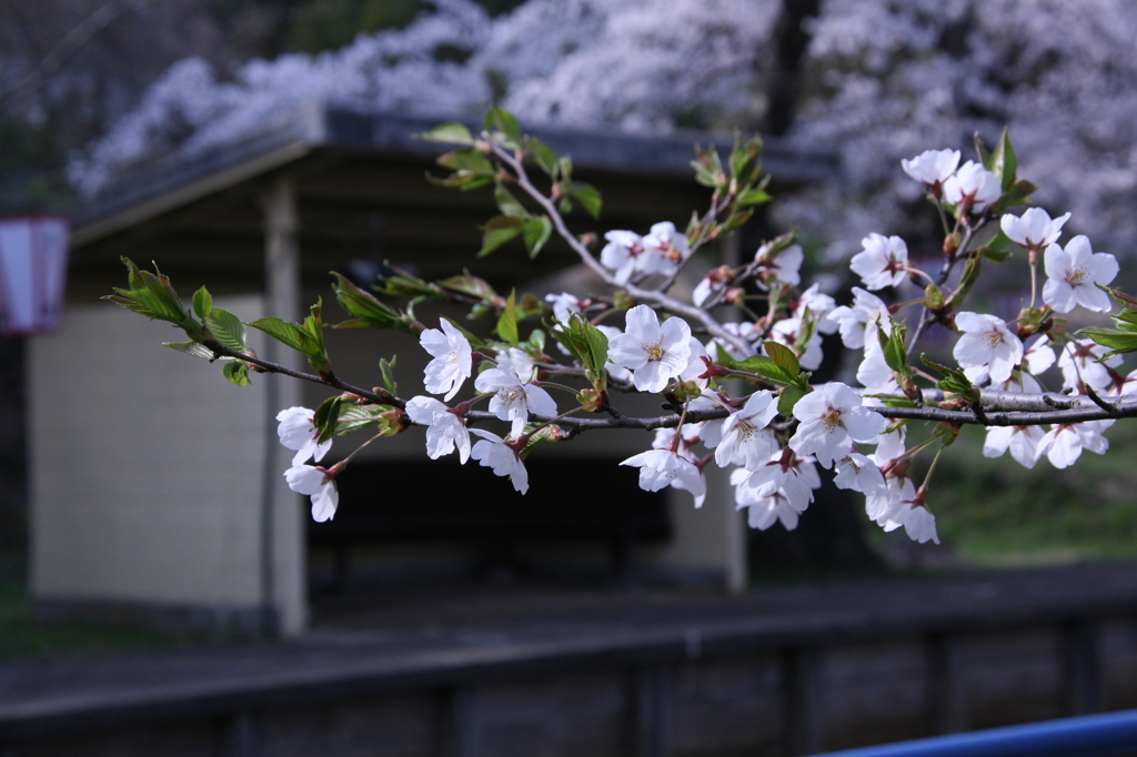 さらば桜