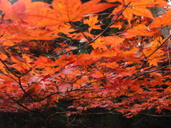 Carpet of autumn tint