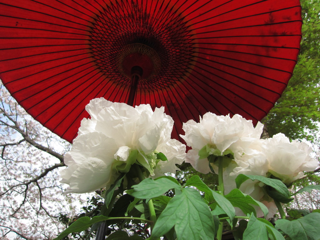 花見ヨ日傘白キ花