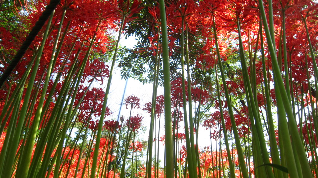 彼岸の森