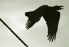 RAVEN