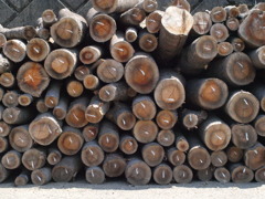 a lot of logs