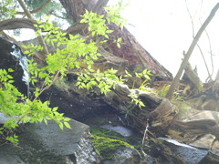 yellow green