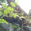 yellow green