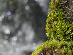 moisty moss