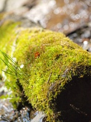 green bough