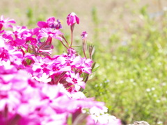 pink flower