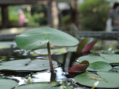 ポッと出の水草