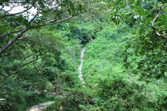 緑率