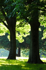 緑陰