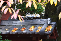 秋の彩り