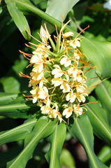 生姜の花