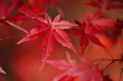 紅葉