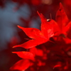 紅葉～軽井沢