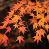 紅葉～上田城