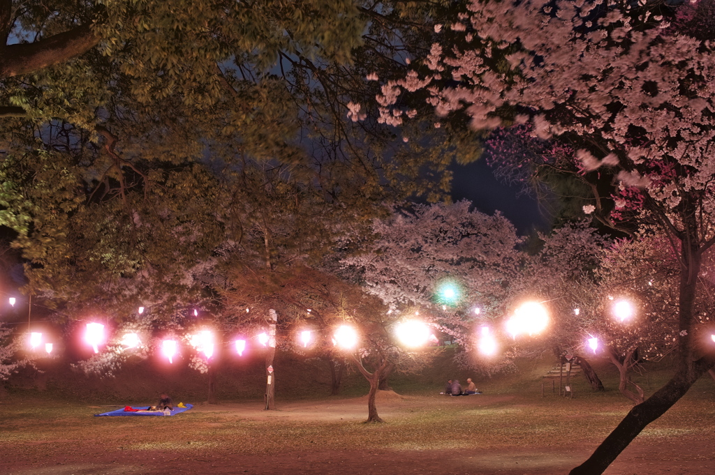 夜桜