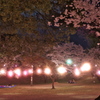 夜桜