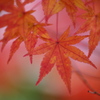 紅葉～穂高